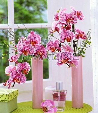 cách sử dụng nước hoa đà nẵng
